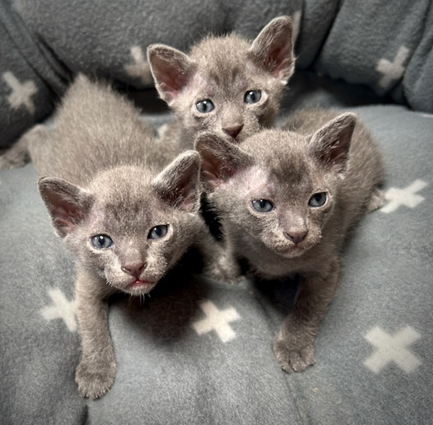 Blossom's kittens at 3 weeks